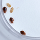 A female bed bug (top left) and two male bed bugs, next to some shed bed bug skin.